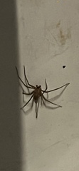 Loxosceles reclusa