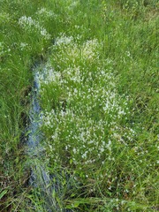 Trichophorum alpinum