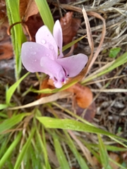 Cyclamen hederifolium