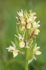 Dactylorhiza sambucina