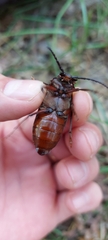 Prionus coriarius