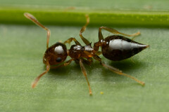 Crematogaster