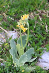 Primula auricula