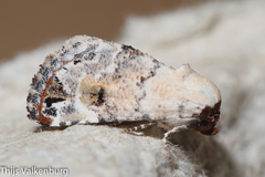 Coccidiphaga scitula