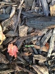 Buprestis rufipes