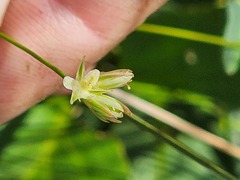 Juncus stygius americanus