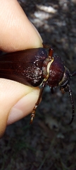 Prionus coriarius
