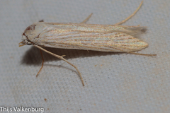 Pterolonche albescens