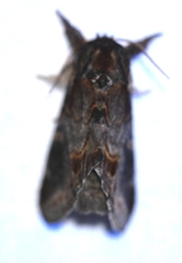 Notodonta dromedarius