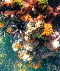 Tubastraea coccinea