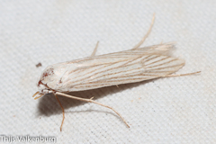 Pterolonche albescens