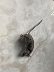 Muroidea