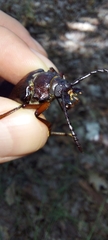 Prionus coriarius