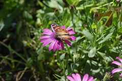 Vanessa braziliensis