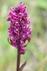 Dactylorhiza sambucina