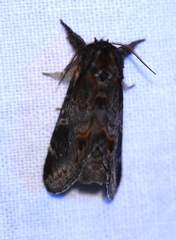 Notodonta dromedarius