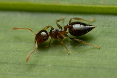 Crematogaster