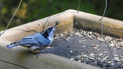 Sitta carolinensis
