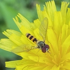 Meliscaeva cinctella