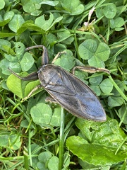 Lethocerus americanus