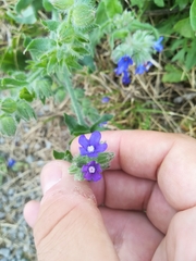 Anchusa officinalis