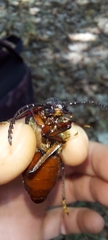 Prionus coriarius