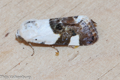 Acontia lucida