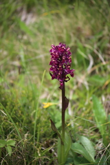 Dactylorhiza sambucina