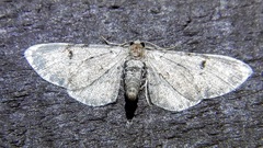 Eupithecia miserulata