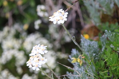 Achillea clavennae