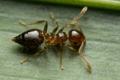 Crematogaster