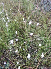 Eriophorum