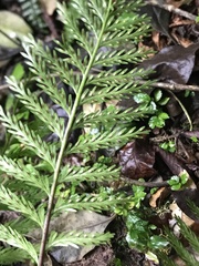 Asplenium