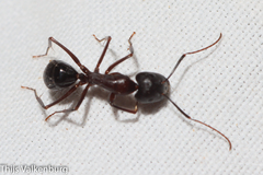 Camponotus sylvaticus