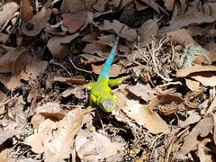 Sceloporus formosus