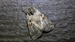 Xestia normanianus