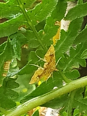 Musotima nitidalis