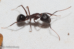 Camponotus sylvaticus