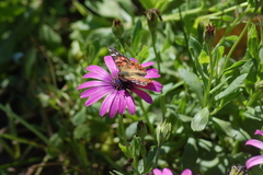 Vanessa braziliensis