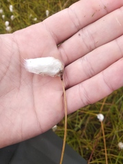 Eriophorum