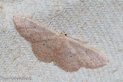 Idaea