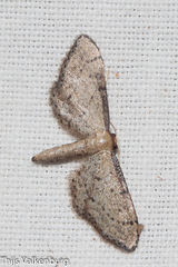 Idaea infirmaria