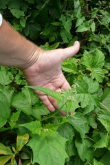 Chenopodiastrum hybridum