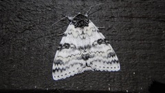 Catocala relicta