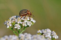 Leptinotarsa decemlineata