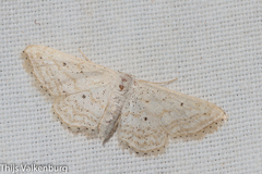 Idaea elongaria
