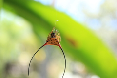 Macracantha arcuata