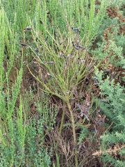 Cytisus scoparius