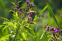 Vernonia noveboracensis
