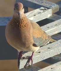 Streptopelia senegalensis